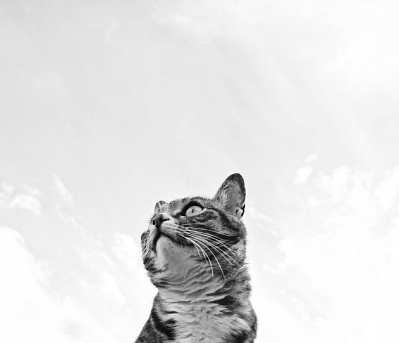 Blog image - Everything You Need To Know About Pet Insurance (2).webp
