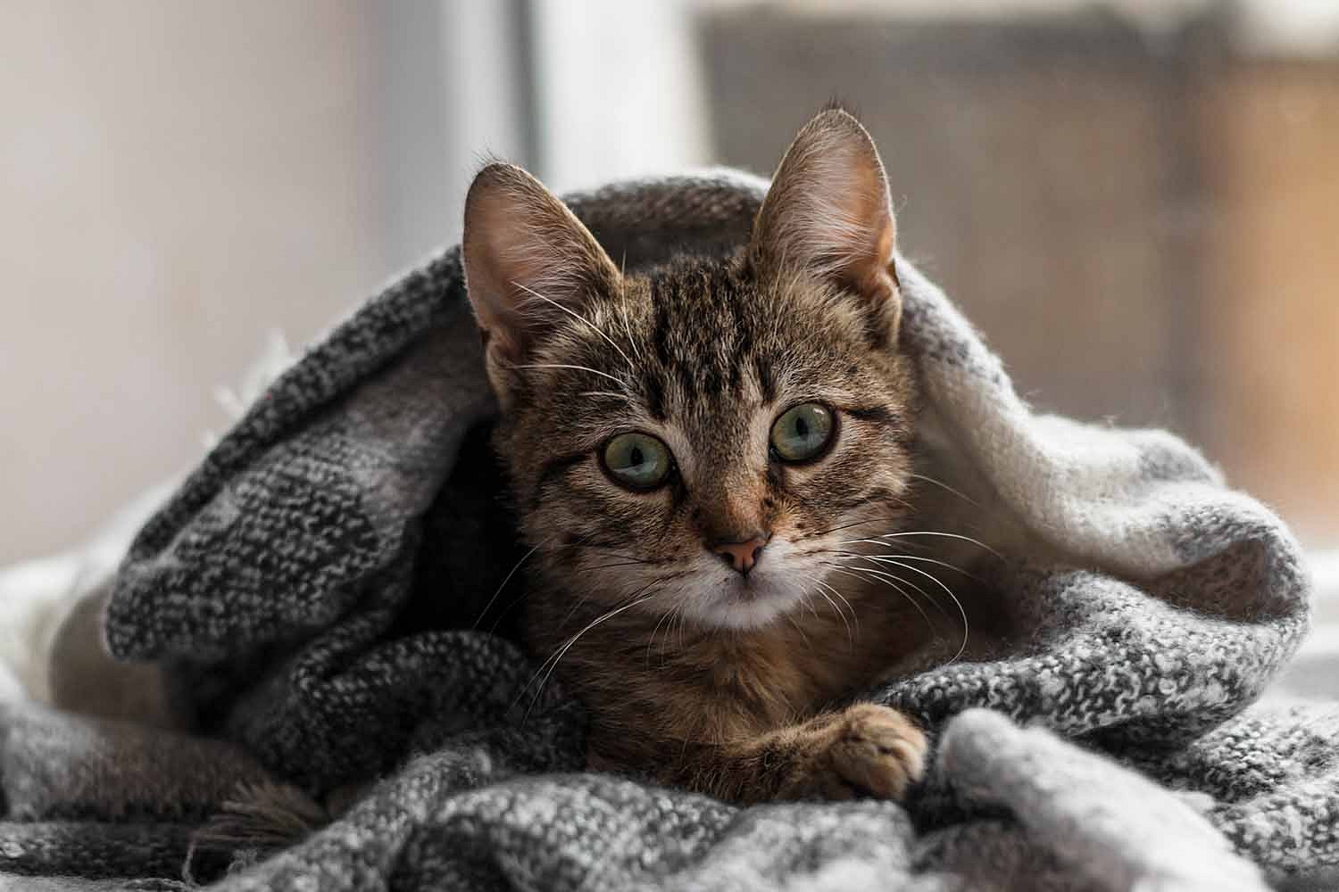 Cat-pet-insurance.jpg