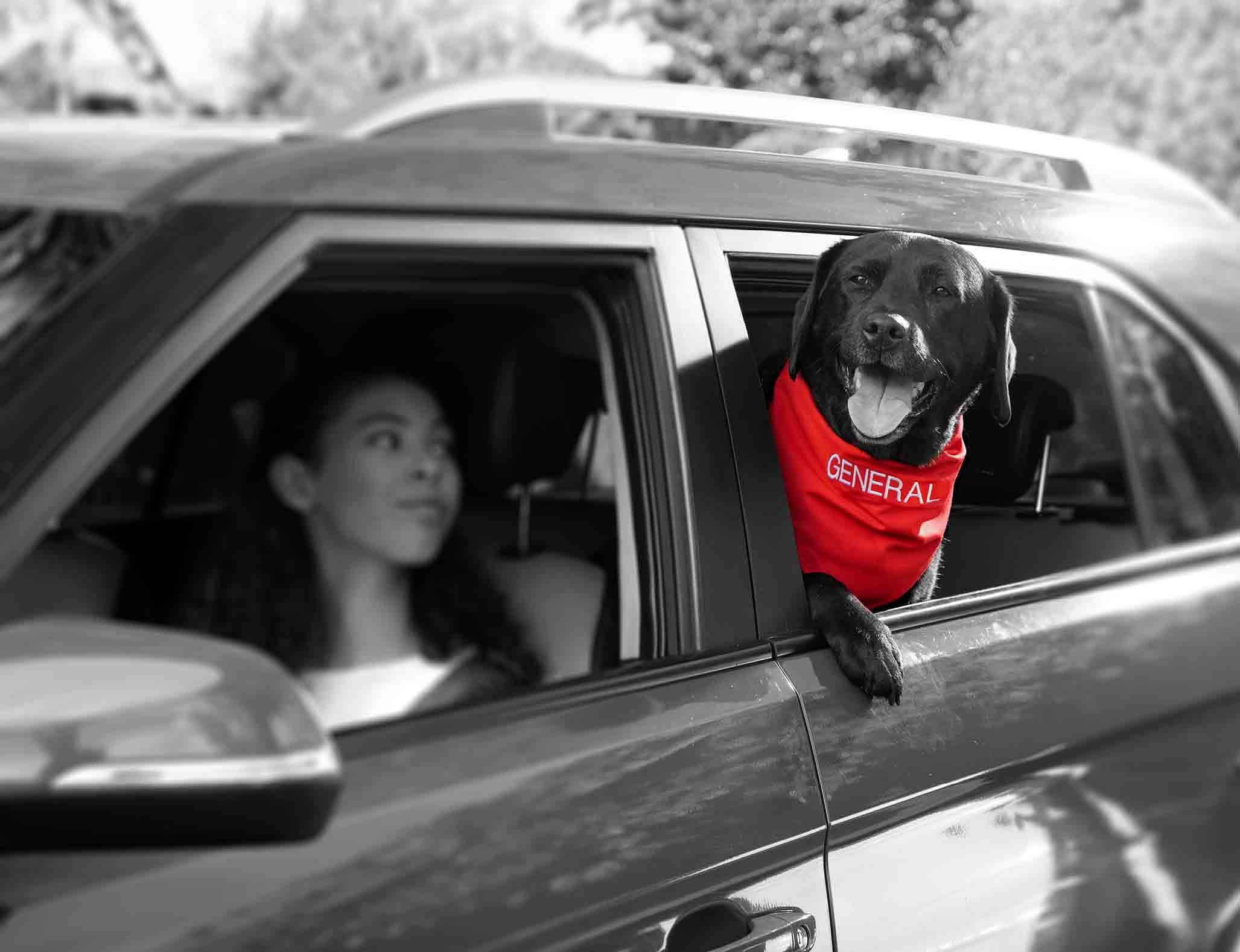 Blog image - A&G - Newsletter Blog - How to travel safely with your pet - 2055 × 1579.jpg