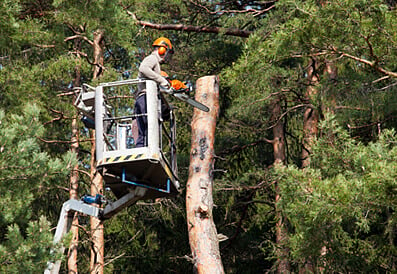 Office assist tree feller.jpg