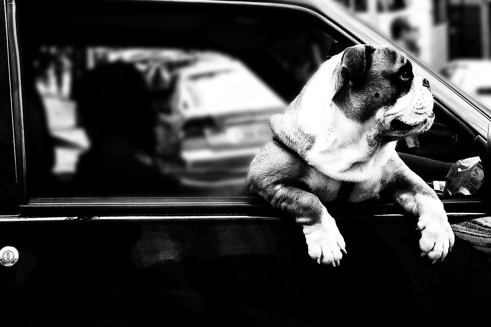 Blog image - Pet Insurance.jpg