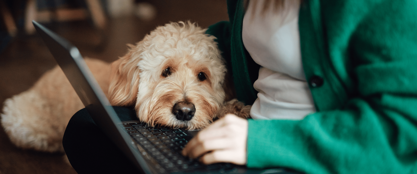 pet.png