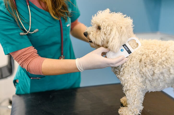 Blog image - Veterinary professional using a handheld scanner on a small curly-haired dog standing on an exam table in a clinic. (1).jpg