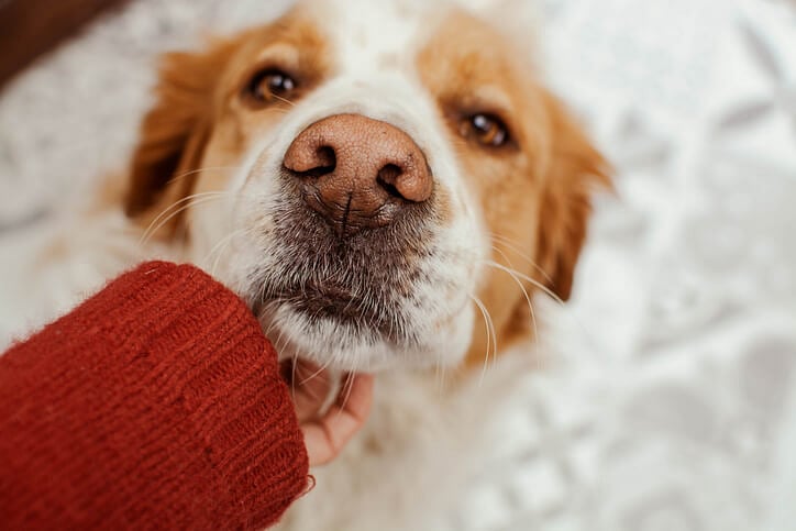 Blog image - Close-up of a happy dog being gently held under the chin.jpg