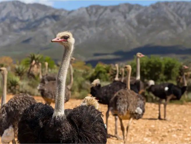 Oudtshoorn pic mobi@2x