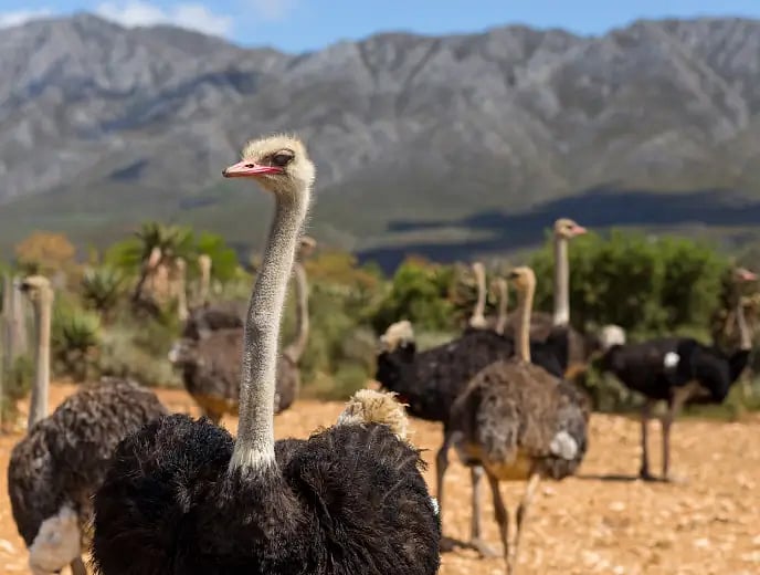 Oudtshoorn pic dsktp@2x