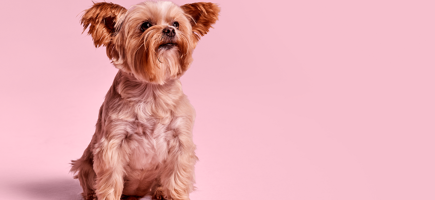 Pet_Desktop