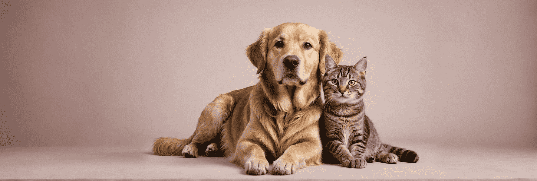 cat-and-dog-insurance-hero-image-v2-min-min.png