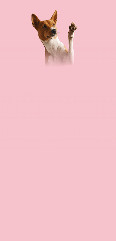 Pet Insurance Mobile FFW.png