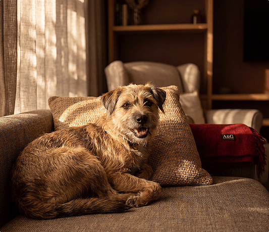 Utility image - UTI - 001 Pet Benefits.png